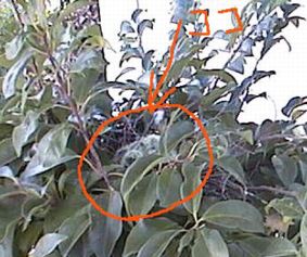 ���̐e�q�ʐ^