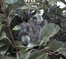 ���̐e�q�ʐ^