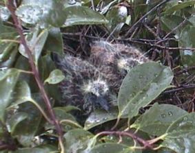 ���̐e�q�ʐ^