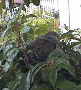 ���̐e�q�ʐ^