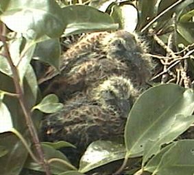 ���̐e�q�ʐ^