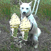 �����Y�ʐ^