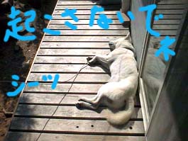 Yʐ^