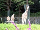 東山動物園の観光地写真