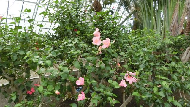 ���َs�M�ѐA�����̊ό��n�ʐ^