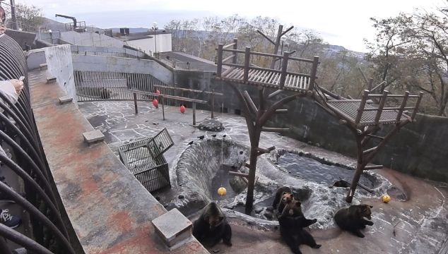 �̂ڂ�ׂN�}�q��̊ό��n�ʐ^