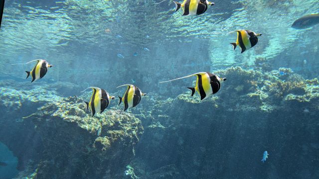 �������C�����ق̊ό��n�ʐ^