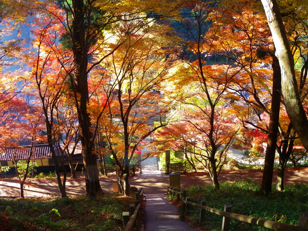 美味しい紅葉狩り5