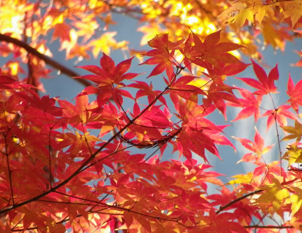 美味しい紅葉狩り2